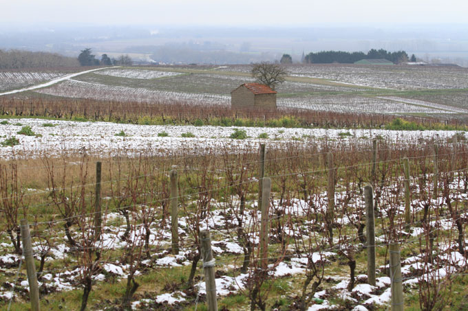 Le vignole de Pouilly-sur-Loire sous la neige