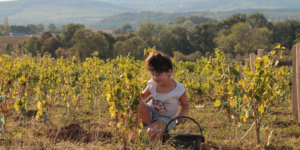 Marielle Michot : vendanges