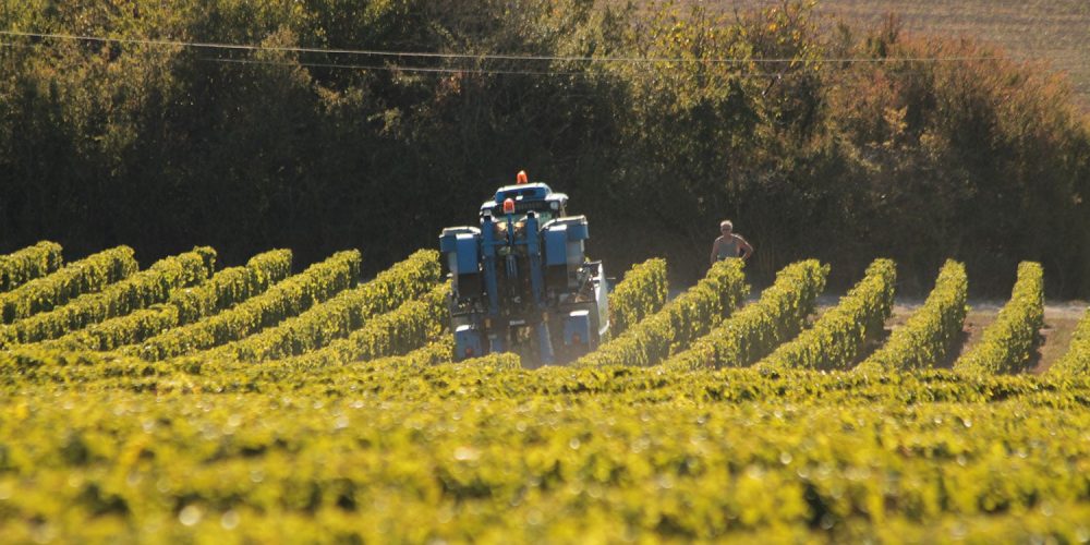 Domaine Barillot : vendanges