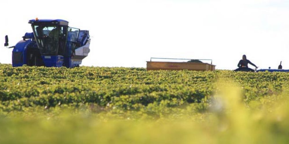 Vendanges 2016 : une bien maigre récolte