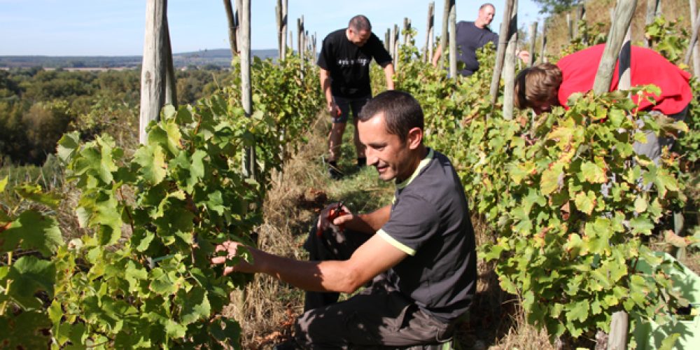 Vendanges Pouilly-fumé 2014