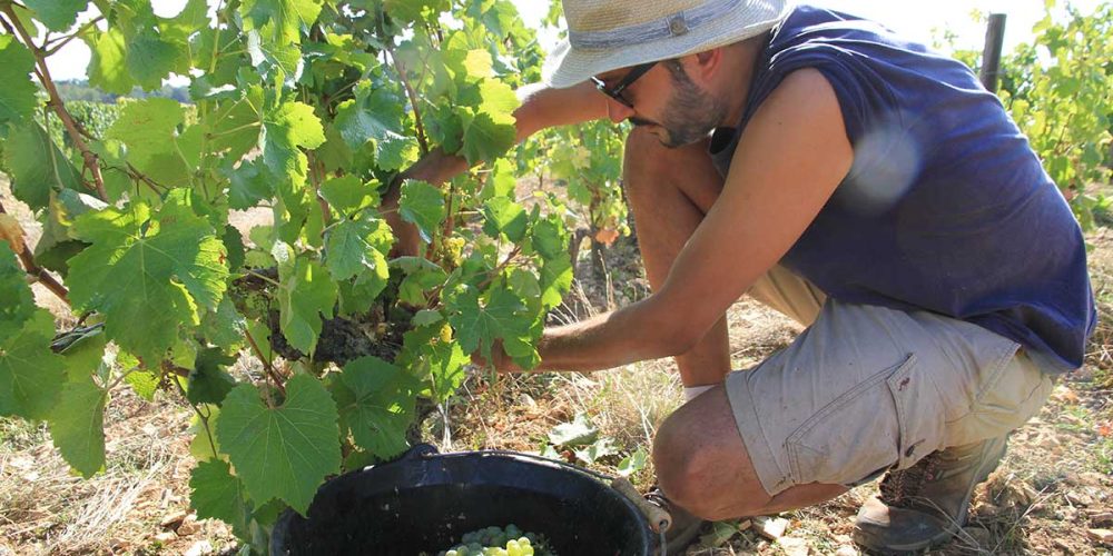 Vendanges  2019