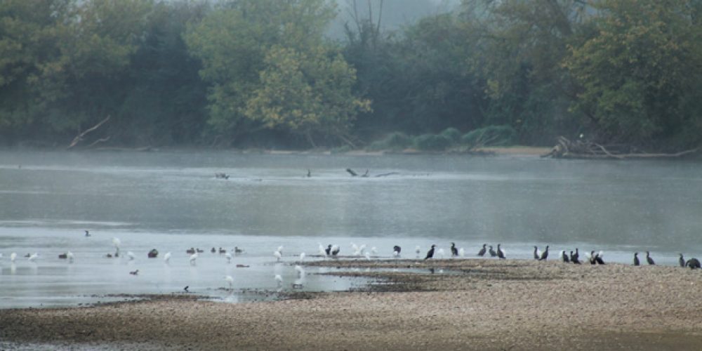 Grands cormorans, grandes aigrettes, aigrettes garzettes, hérons cendrés